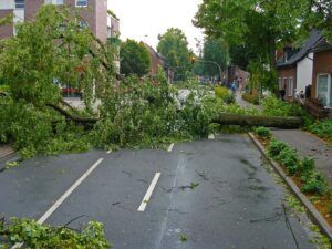 Risarcimento danni per caduta alberi in condominio